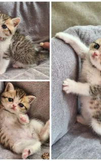 بریتیش شورت هیر