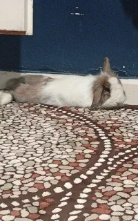 خرگوش لوپ ماده