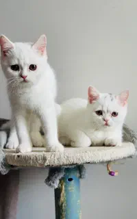 گربه های اشرافی