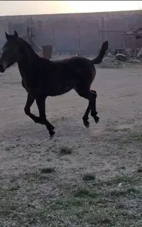 کره اسب نریان