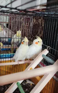 عروس هلندی