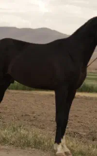 اسب نریان آخال تکه(ترکمن)