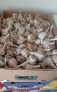سیر محلی