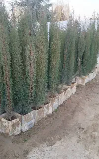 کارگر گلخانه