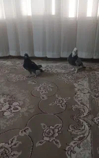 دوعددکفترنر