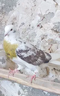 کبوتر گم شده