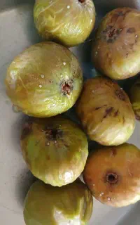 انجیر ژاپنی شیرین وقیمت مناسب
