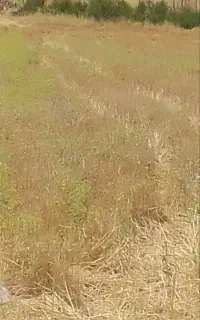 زمین خانه باغ وکشاورزی زنگوان