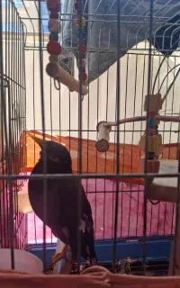 مرغ مینا سخنگو