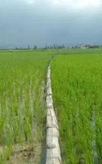زمینت ۱۰برابر محصول میده با کودکانادایی