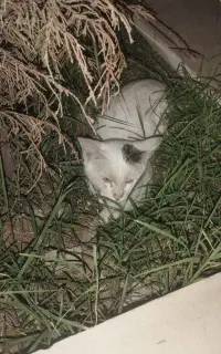 گربه