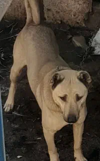 سگ نگهبان