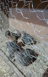 بلدرچین تخم گذار