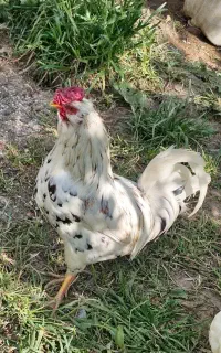 خروس گلین مست
