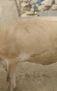 گاو با گوساله ماده