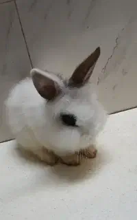 خرگوش لوپ نر و ماده