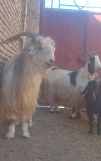 چپش روزگاری جلو رو .جوان