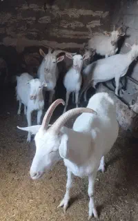 بز سانن