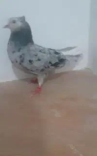 هفت رنگ دم سفید ماده