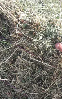 یونجه خوراک دام