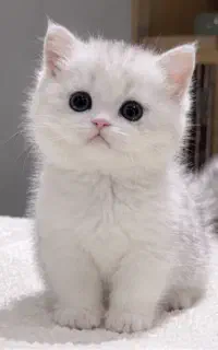 گربه اسکاتیش