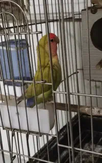 طوطی برزیلی نر و ماده باهم بالغ