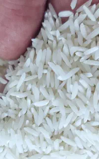 برنج هاشمی