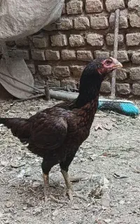 مرغ تخم گذار لاری اصیل