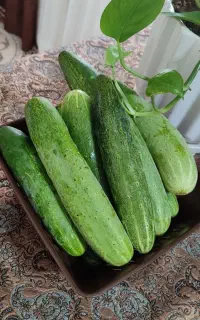 خیار محلی
