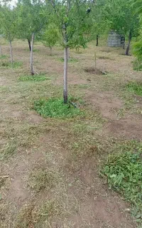 باغبان بیل زنی