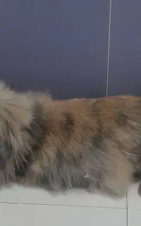 خرگوش لوپ ماده بالغ