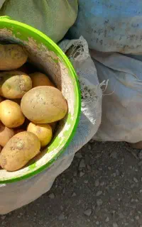 سیب زمینی خوراکی و دامی
