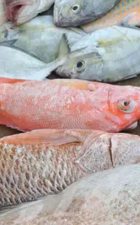 ماهی تازه برای امروز