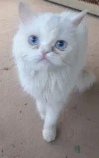 گربه ماده