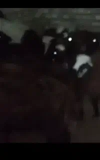 گوسفند