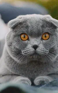 سرپرستی گربه به عهده میگیرم