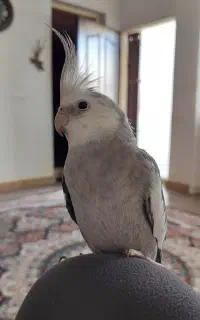 عروس هلندی نر