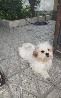 سگ پا کوتاه