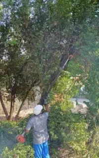 درخت بری وهرس