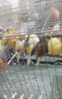 پرنده طوطی عروس هلندی قناری