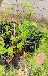 نهال انگور ۲ ساله