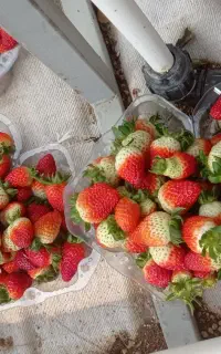کار برای گلخانه توت فرنگی