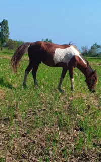 اسب یابو ابلق (اسب نر)