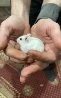 همستر خانگی