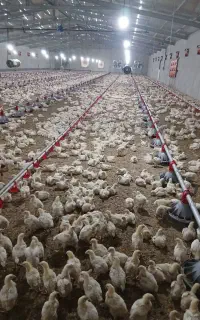 استخدام کار در مرغداری گوشتی