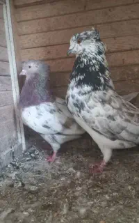 کفتر  کبوتر