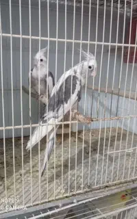 عروس هلندی مولد با جوجه 20 جفت