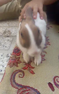خرگوش