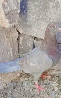جونه نر