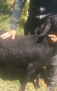 شیشک ماده آبستن